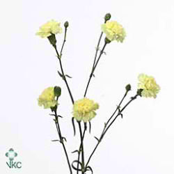 Carnation spr. Candela
