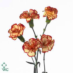 Carnation spr. Carimbo