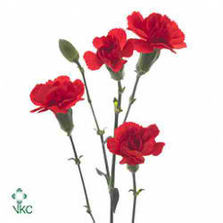 Carnation spr. Orange Limbo