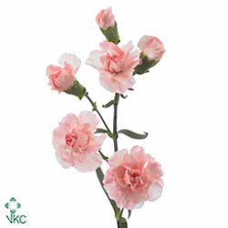 Carnation spr. Rosabeb