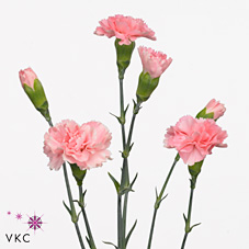 Carnation spr. tirana