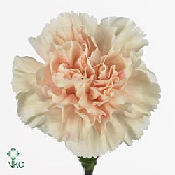 Carnation Apple Tea