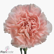 Carnation Arbeli