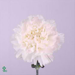Carnation Baltico