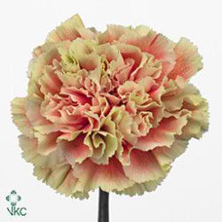 Carnation Belle Epoque