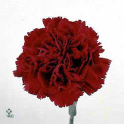 Carnation Crimson Tempo