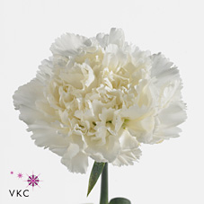 Carnation Delphi