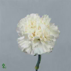 Carnation Dover