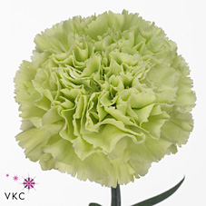 Carnation Fuente