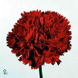 Carnation Gigi
