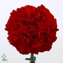 Carnation Grand Slam