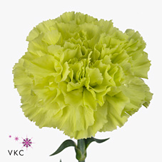 Carnation Jig