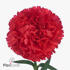 Carnation Jurano