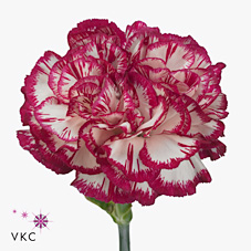Carnation Kino White Crimson