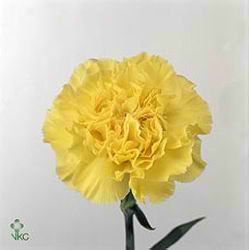 Carnation Kiro