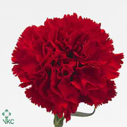 Carnation Kooij Eskimo
