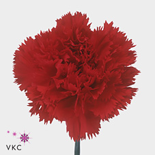 Carnation Leopardes