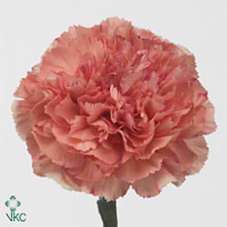 Carnation Lion King