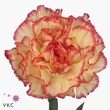 Carnation lorca