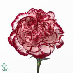 Carnation Noblesse