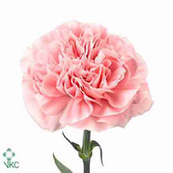 Carnation Pink Montezuma