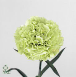 Carnation Prado Pino