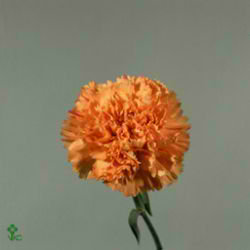 Carnation Raggio di Sole