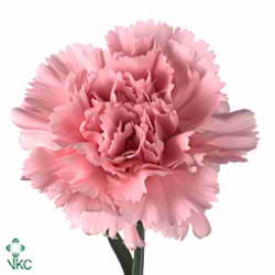 Carnation sensi