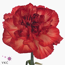 Carnation Star Fire