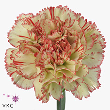 Carnation Tabasco