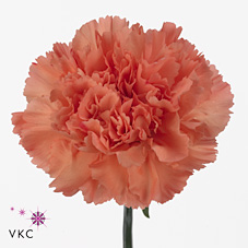 Carnation Tamarind