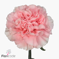 Carnation Thalia