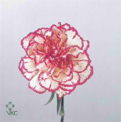 Carnation Tico Tico