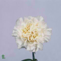 Carnation White Liberty