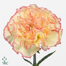 Carnation Yellow Viana