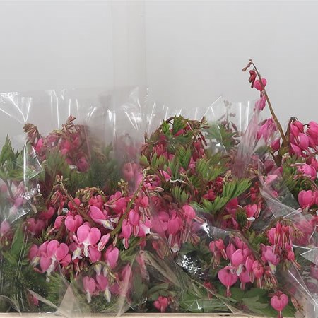 Dicentra Spectabilis