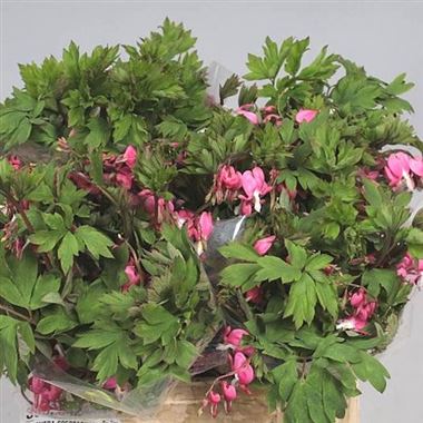 Dicentra Spectabilis