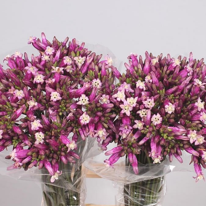 Dichelostemma Pink Diamond