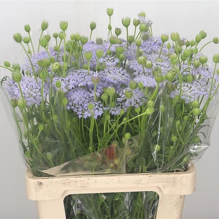 Didiscus Lavender