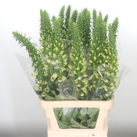 Digitalis Camelot Cream