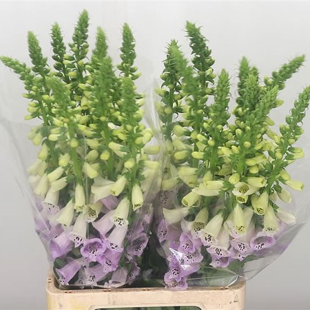 Digitalis Camelot Lavender