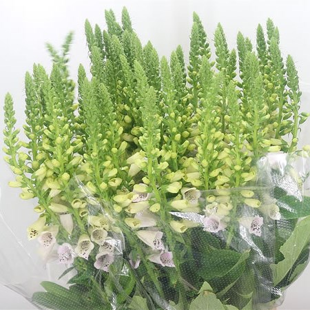 Digitalis Camelot Lavender