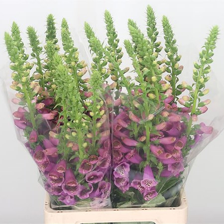 Digitalis Camelot Pink
