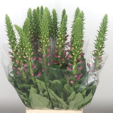 Digitalis Camelot Pink