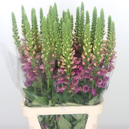 Digitalis Camelot Pink