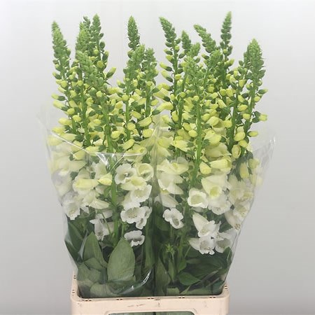 Digitalis Camelot White
