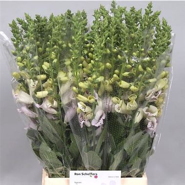 Digitalis Camelot Lavender