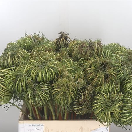 Dille Seeds Heads
