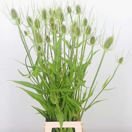 Dipsacus Fullonum