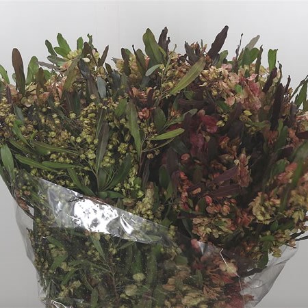 Dodonaea Viscosa